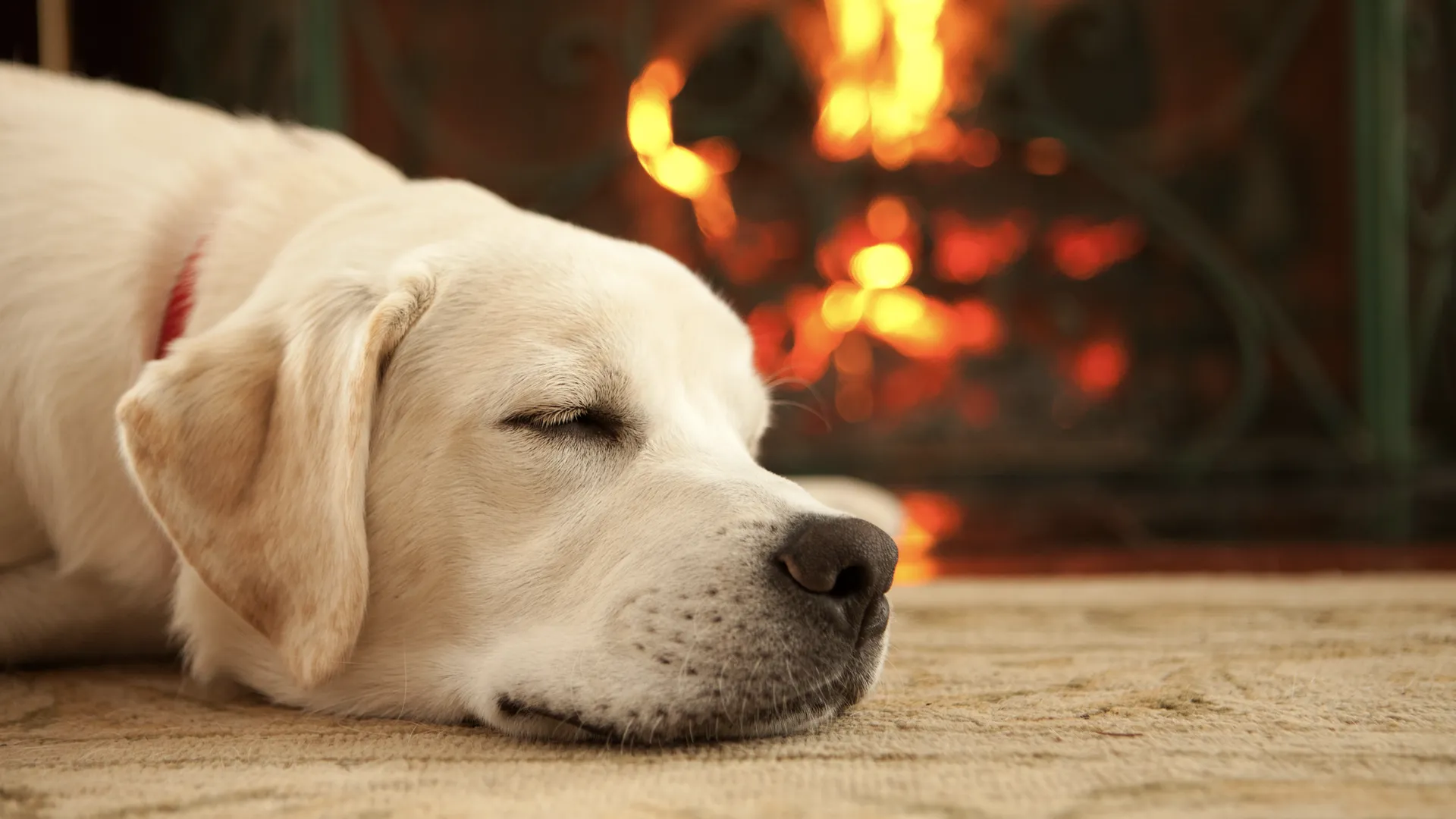 A dog rests by the fireplace