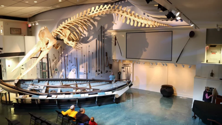 A whale skeleton at the Nantucket Whaling Museum, convenient to Sandpiper Nantucket custom built homes